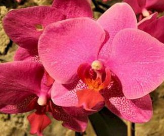 Orchidee Phalaenopsis