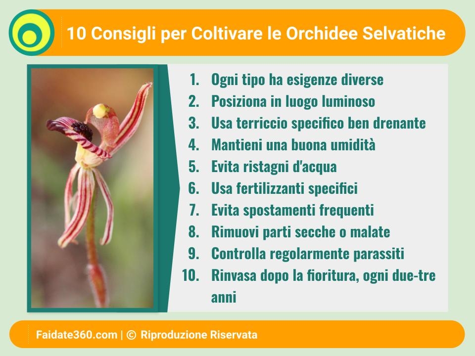 Fioritura spettacolare: il modo giusto per annaffiare LE ORCHIDEE